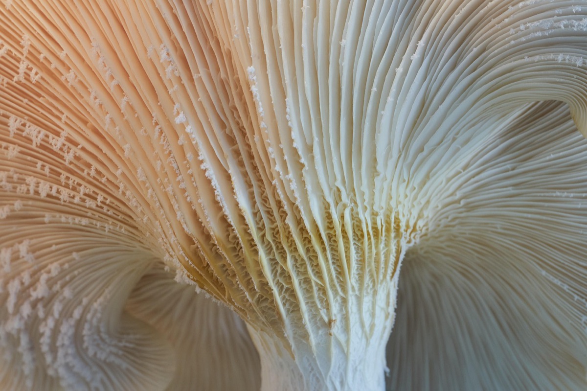 Biologischer Luxusmaterial-Grenzen