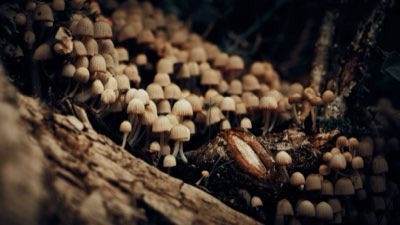 Mushroom leather tips: Why Mylo is 80% bio-based luxury