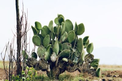 Cuir de cactus 10 ans : guide pour un investissement durable