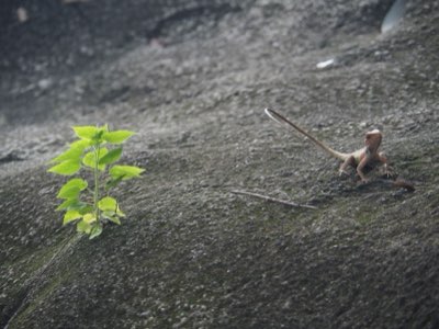 植物由来素材の比較ガイド 10年耐久性を持つサボテンレザーの特性