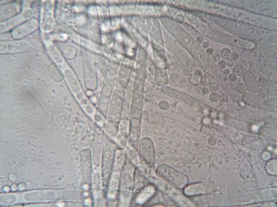 菌絲體皮革對比指南：揭密80%生物基成分的結構突破